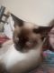 Siamese Cats for sale in New Bedford, MA, USA. price: $400