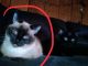 Siamese Cats for sale in Watertown, WI, USA. price: $300