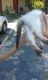 Siamese Cats for sale in Tallahassee, FL, USA. price: $300