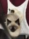 Siamese Cats for sale in Columbus, OH 43235, USA. price: $800