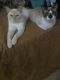 Siamese Cats for sale in Lansing, MI, USA. price: NA