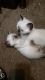 Siamese Cats for sale in Akron, OH 44306, USA. price: $200