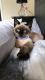 Siamese Cats for sale in Stafford, TX 77477, USA. price: NA