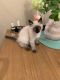 Siamese Cats for sale in Federal Way, WA, USA. price: $300