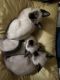 Siamese Cats for sale in Sanford, ME, USA. price: NA