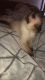 Siamese Cats for sale in Traverse City, MI, USA. price: NA