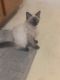 Siamese Cats for sale in Colorado Springs, CO, USA. price: $450