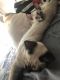 Siamese Cats for sale in Dumfries, VA, USA. price: $200