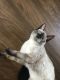 Siamese Cats for sale in Auburn Hills, MI, USA. price: NA