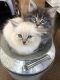 Siamese Cats for sale in Chehalis, WA 98532, USA. price: NA