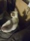 Siamese Cats for sale in Okeechobee County, FL, USA. price: NA