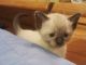 Siamese Cats for sale in Centerville, IN 47330, USA. price: NA