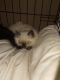 Siamese Cats for sale in Springfield, MA, USA. price: $190