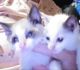 Siamese Cats for sale in Lewistown, PA 17044, USA. price: $275