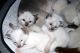 Siamese Cats for sale in Tucson, AZ, USA. price: NA