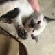 Siamese Cats for sale in Hagerstown, MD, USA. price: NA