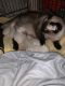 Siamese Cats for sale in Fitchburg, MA 01420, USA. price: NA