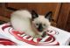 Siamese Cats for sale in Atlanta, GA, USA. price: NA