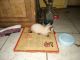 Siamese Cats for sale in Tamarac, FL, USA. price: NA