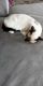 Siamese Cats for sale in 2323 McCue Rd, Houston, TX 77056, USA. price: NA