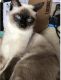 Siamese Cats for sale in Conyers, GA, USA. price: NA