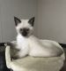 Siamese Cats for sale in Princeton, TX, USA. price: NA