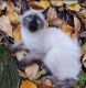 Siamese Cats for sale in Fairbanks, AK, USA. price: NA