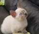 Siamese Cats for sale in Laguna Beach, CA 92656, USA. price: $900