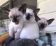 Siamese Cats for sale in Malolos Ave, Bagong Barrio West, Caloocan, Metro Manila, Philippines. price: NA