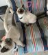 Siamese Cats for sale in Syracuse, NY, USA. price: $250