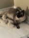 Siamese Cats for sale in Greensboro, NC 27405, USA. price: $550