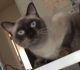 Siamese Cats for sale in 122 Averil Rd, San Diego, CA 92173, USA. price: NA