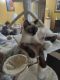Siamese Cats for sale in Lakewood, OH, USA. price: NA