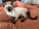 Siamese Cats for sale in Factoryville, PA 18419, USA. price: NA