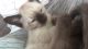 Siamese Cats for sale in Denver, CO 80228, USA. price: $100