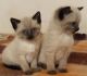 Siamese Cats for sale in Santa Cruz, CA, USA. price: NA