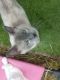 Siamese Cats for sale in Waupaca, WI 54981, USA. price: $700