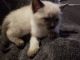Siamese Cats for sale in Seabeck, WA, USA. price: NA