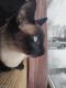 Siamese Cats for sale in Wadsworth, OH 44281, USA. price: NA