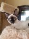 Siamese Cats for sale in Factoryville, PA 18419, USA. price: NA
