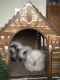 Siamese Cats for sale in Falls Church, VA, USA. price: $900