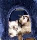 Siamese Cats for sale in Ypsilanti, MI, USA. price: $700