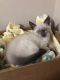 Siamese Cats for sale in Canton, OH, USA. price: $600