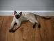 Siamese Cats for sale in Champaign, IL, USA. price: NA