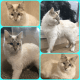 Siamese Cats for sale in San Antonio, TX, USA. price: $125