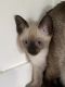 Siamese Cats for sale in Concord, NH, USA. price: $850