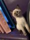 Siamese Cats for sale in Slatington, PA, USA. price: $300