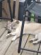 Siamese Cats for sale in Elkhart, IN, USA. price: $300