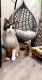 Siamese/Tabby Cats for sale in Phillips Ranch, CA 91766, USA. price: $300