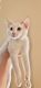 Siamese/Tabby Cats for sale in Coral Gables, FL, USA. price: NA